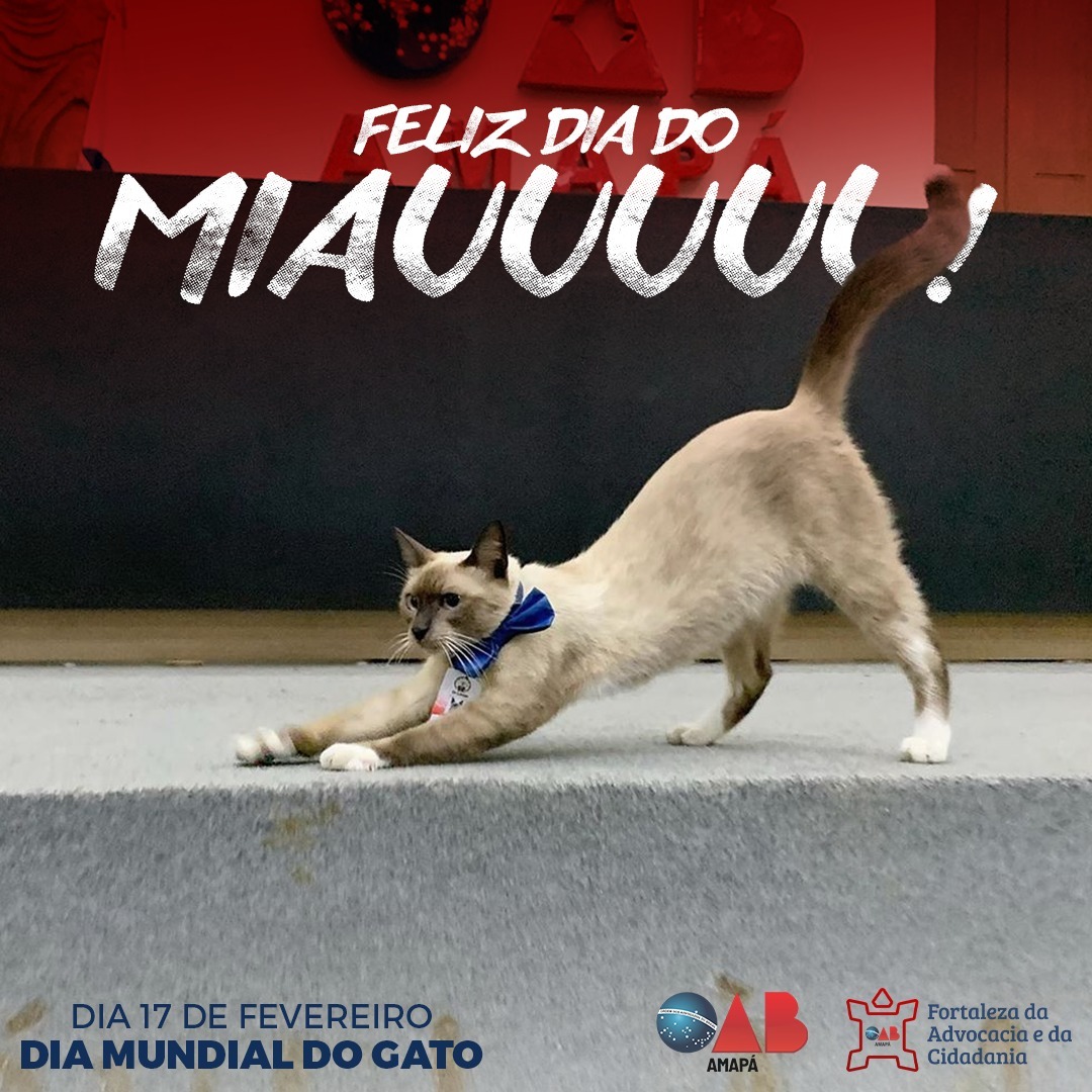 Dia mundial dos gatos